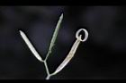 焊菜-長角果20.JPG