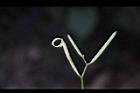 焊菜-長角果30.JPG