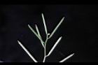 焊菜-長角果38.JPG