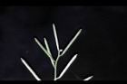 焊菜-長角果41.JPG