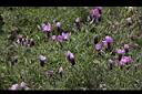 薰衣草-花03.JPG