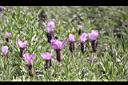 薰衣草-花06.JPG