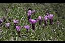 薰衣草-花08.JPG