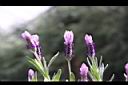 薰衣草-花10.JPG