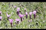 薰衣草-花05.JPG