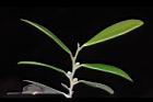 象牙樹-雌花苞03.JPG