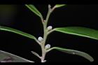 象牙樹-雌花苞07.JPG