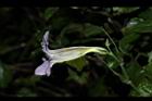 赤道櫻草-花05.JPG