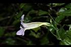 赤道櫻草-花06.JPG