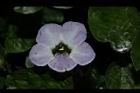 赤道櫻草-花13.JPG