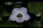 赤道櫻草-花14.JPG