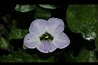 赤道櫻草-花16.JPG