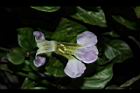 赤道櫻草-花蕊02.JPG