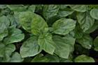 赤道櫻草-葉01.JPG