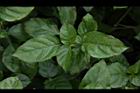 赤道櫻草-葉03.JPG