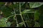 赤道櫻草-葉序01.JPG