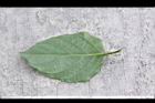 赤道櫻草-葉背01.JPG