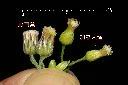 野茼蒿-花09.jpg
