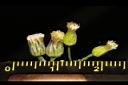 野茼蒿-花10.JPG