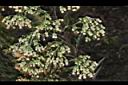 野茼蒿-花序04.JPG
