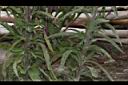 野茼蒿-葉00.JPG