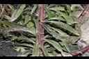 野茼蒿-葉序00.JPG