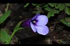 釘地蜈蚣-花20.JPG
