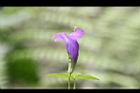釘地蜈蚣-花00.jpg