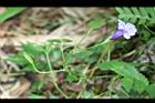 釘地蜈蚣-花13.JPG