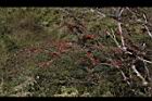 高山鐵樹-果枝10.JPG