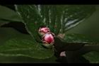高山鐵樹-花苞15.JPG