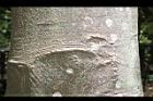 魚木-莖02.JPG