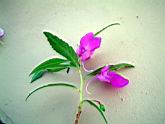 鳳仙花-花4.JPG