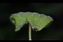 鳳仙花-實殼02.JPG