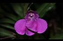 鳳仙花-花29.JPG