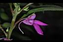 鳳仙花-花距05.JPG