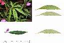 鳳仙花-葉.jpg