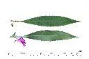 鳳仙花-葉05.JPG