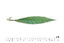 鳳仙花-葉正02.JPG