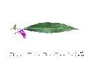 鳳仙花-葉背01.JPG