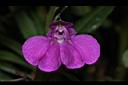 TN_鳳仙花-花28.JPG