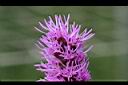 麒麟菊-花05.jpg