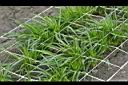 麒麟菊-苗1.jpg