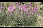 麒麟菊-花08.JPG