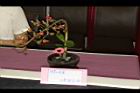0桃園茶改場03.JPG
