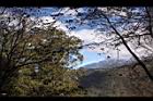 阿里山262.JPG