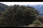 1050329合歡山027.JPG