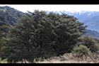 1050329合歡山030.JPG