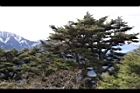 1050329合歡山087.JPG