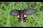 大紅紋鳳蝶01.JPG